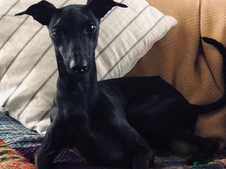 Italian Greyhound dogs Stunning Italian Greyhound Stud in Weybridge - Advert 3