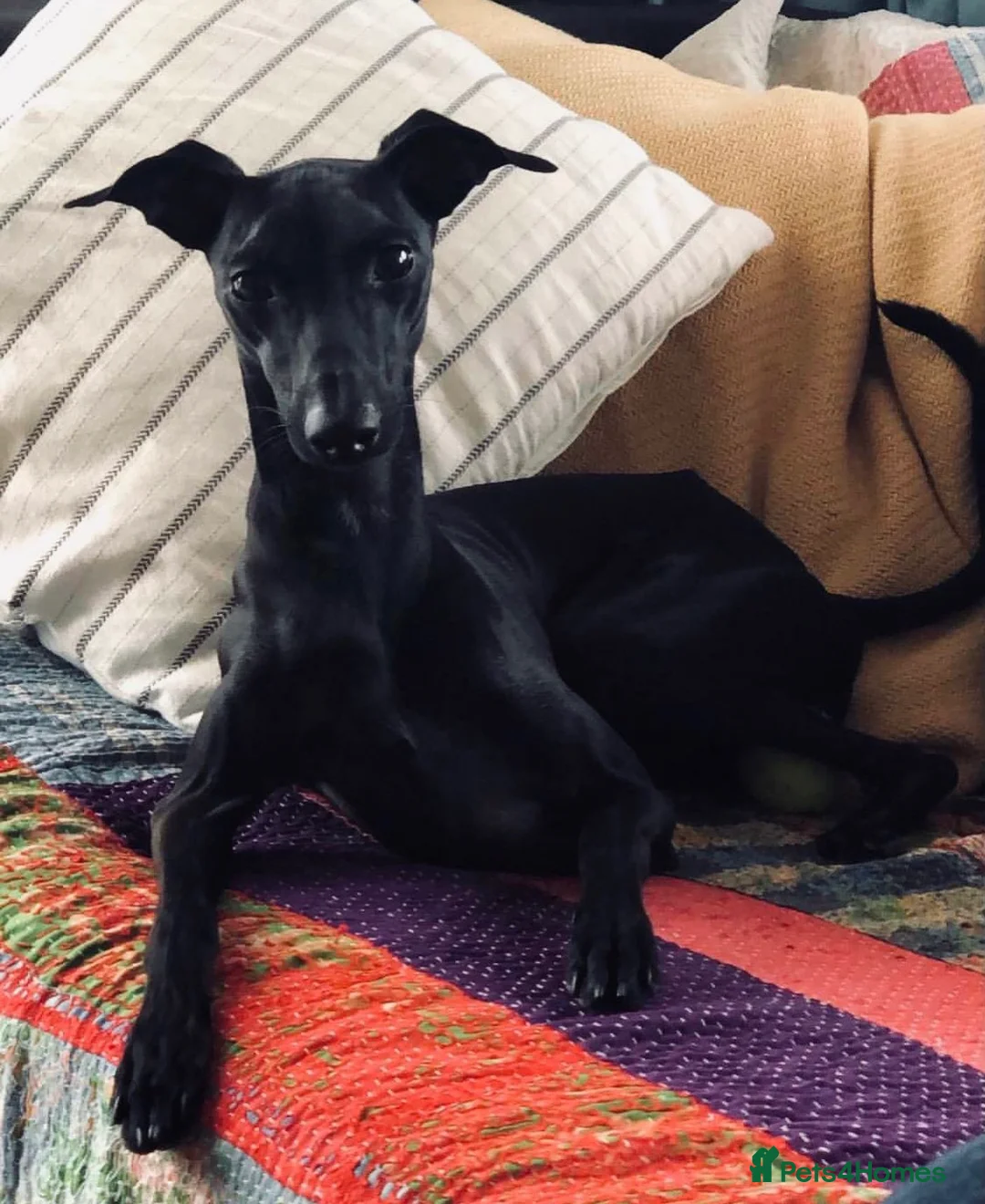 Italian Greyhound dogs for stud: Stunning Italian Greyhound Stud  in Weybridge - Advert 2