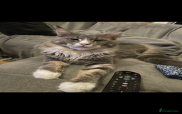 Maine Coon cats for sale: Pedigree Maine coon kittens - Image 6