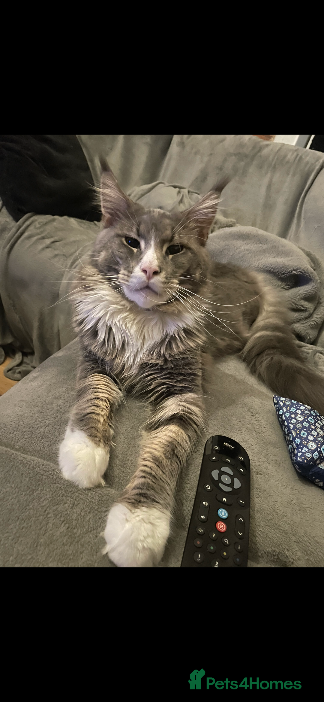 Maine Coon cats for sale: Pedigree Maine coon kittens - Image 6
