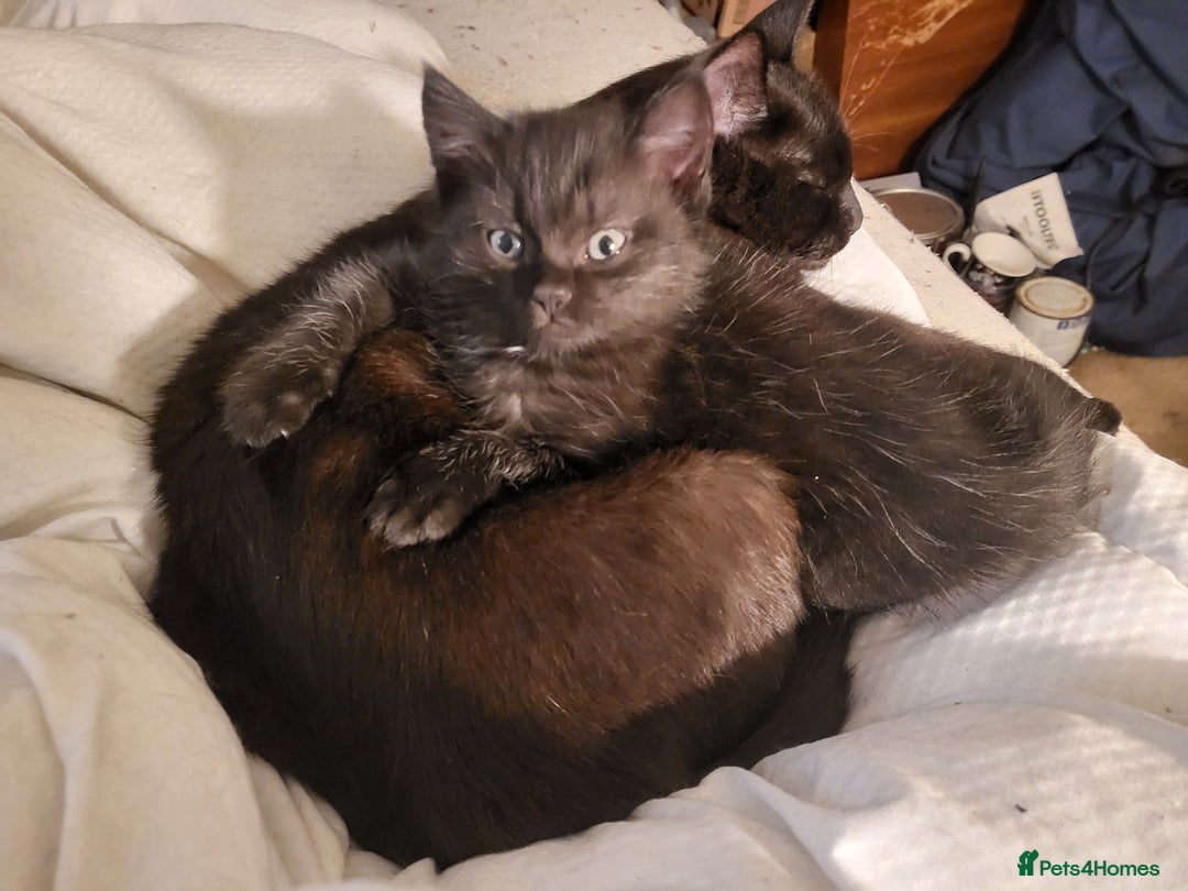 Mixed Breed cats for sale: Mixed Russian Blue, Ragdoll and Tabby  - Image 3