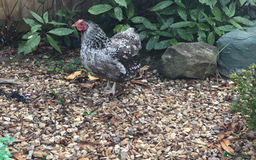 Chickens poultry for sale: Wyandotte bantams - Image 2