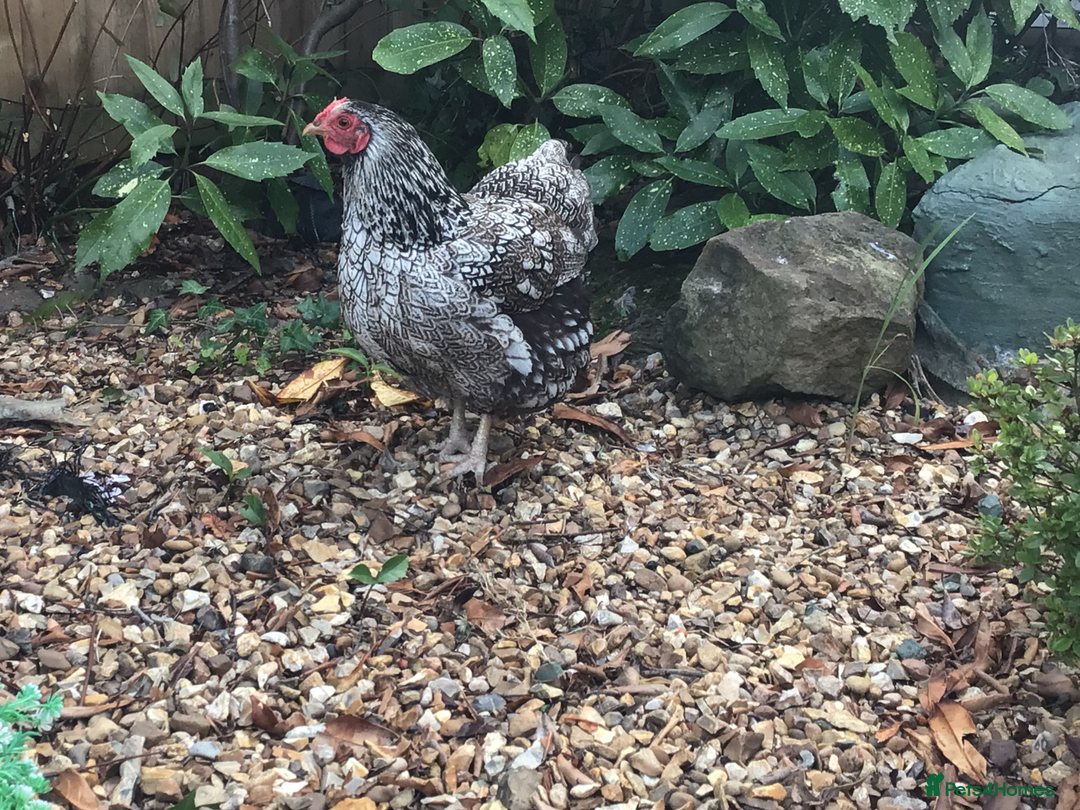 Chickens poultry for sale: Wyandotte bantams - Image 2