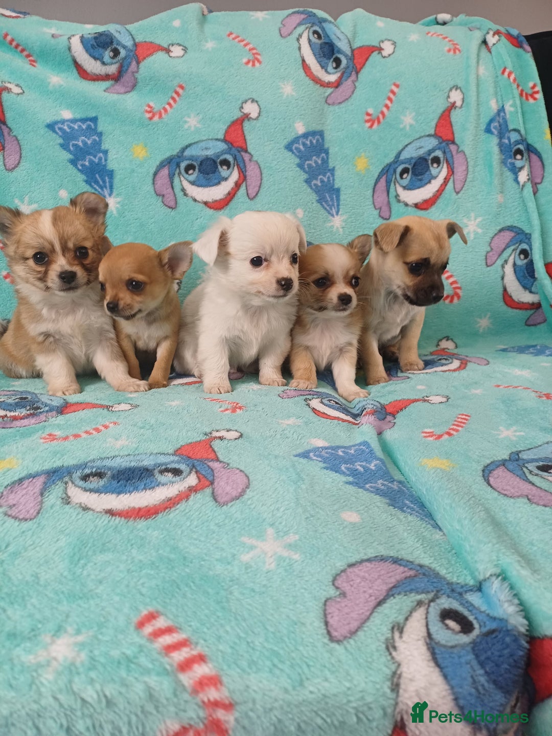 Chihuahua dogs for sale: Tiny adorable chihuahua pups 🐶  - Image 4