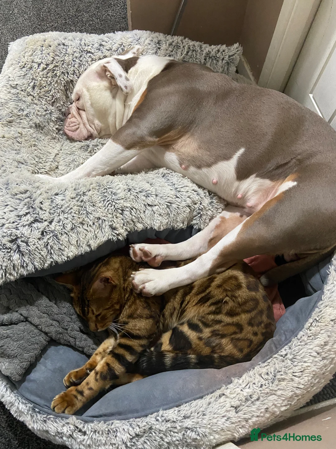 Olde English Bulldogge dogs for sale: Female Lilac Tricolour Bulldog - Advert 3