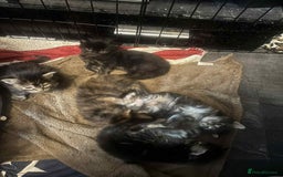Maine Coon cats for sale: 2 X Female Tabby pure bred Maine Coon kittens  - Image 5