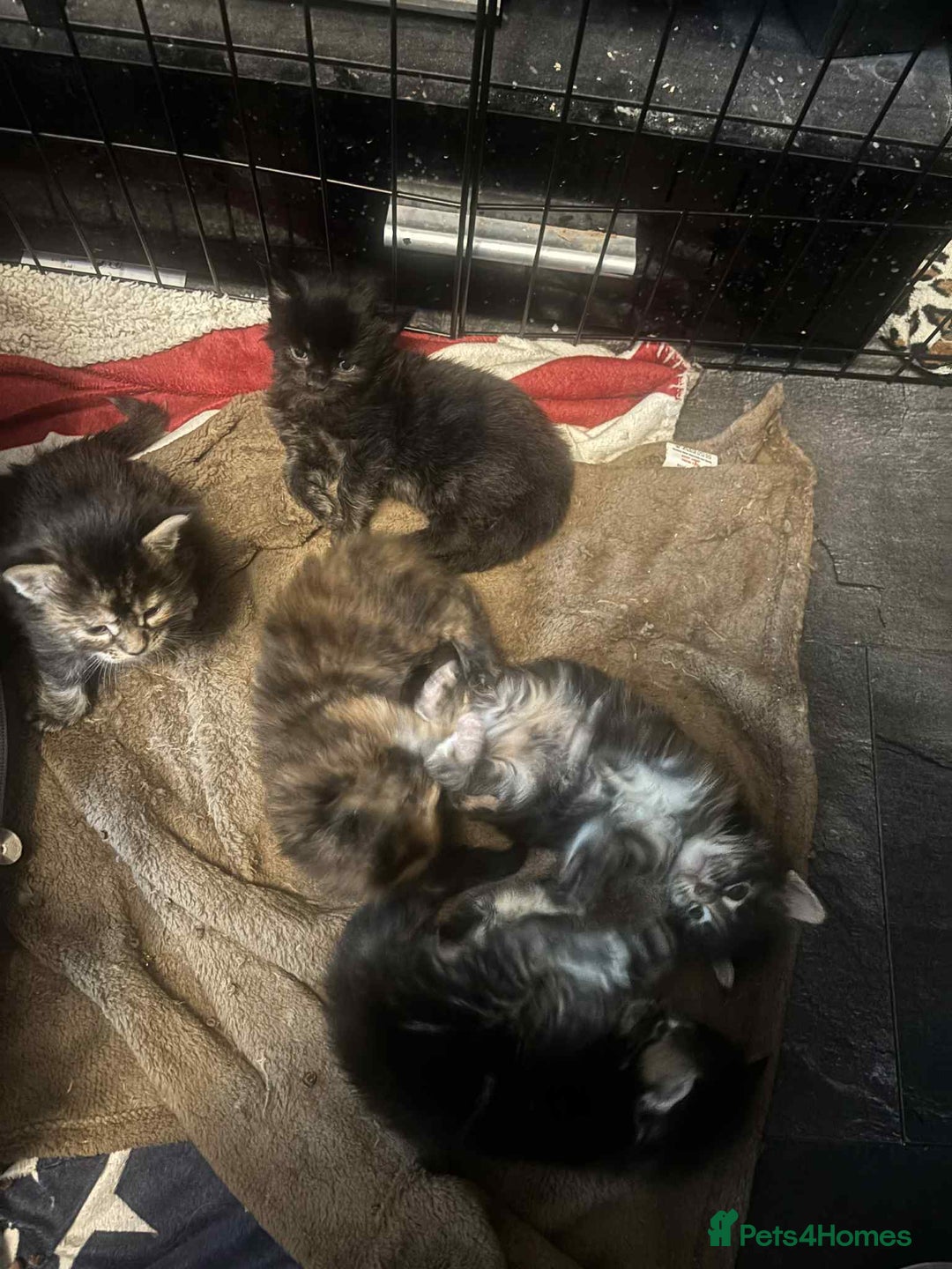 Maine Coon cats for sale: 2 X Female Tabby pure bred Maine Coon kittens  - Image 5
