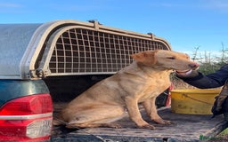Labrador Retriever dogs for sale: Labrador retriever pups KC Registered - Image 10