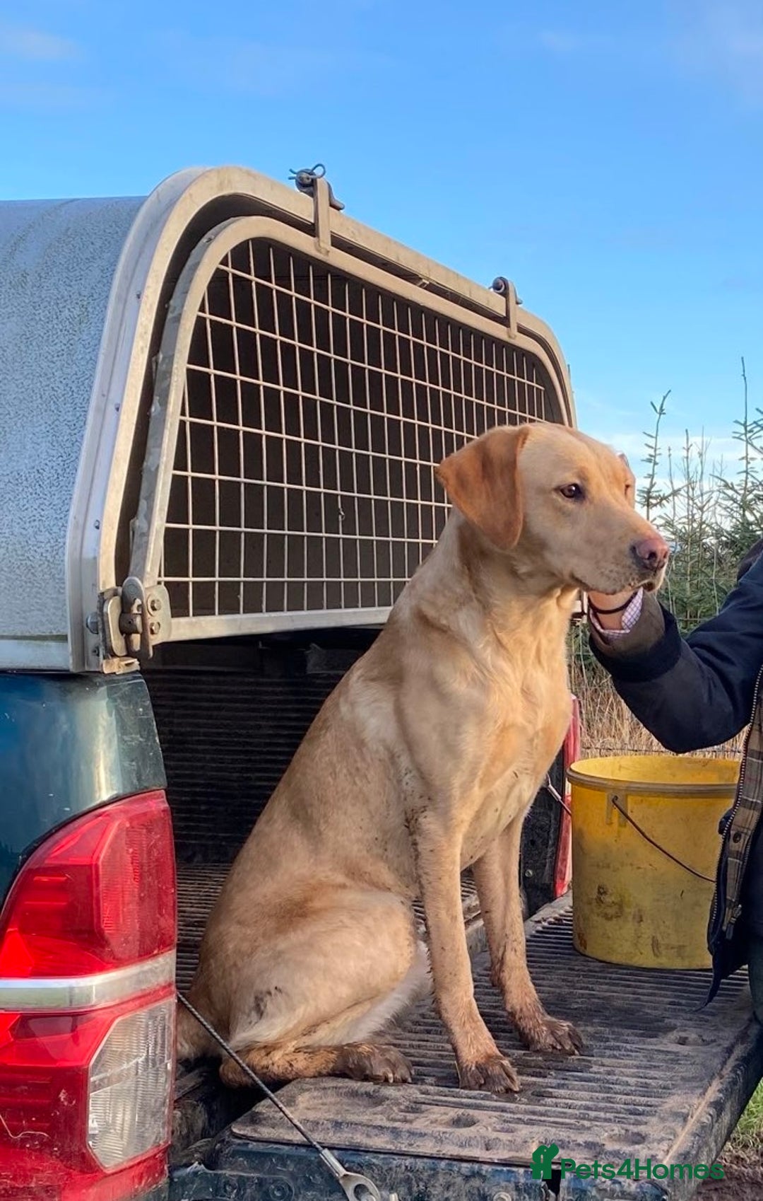 Labrador Retriever dogs for sale: Labrador retriever pups KC Registered - Image 10