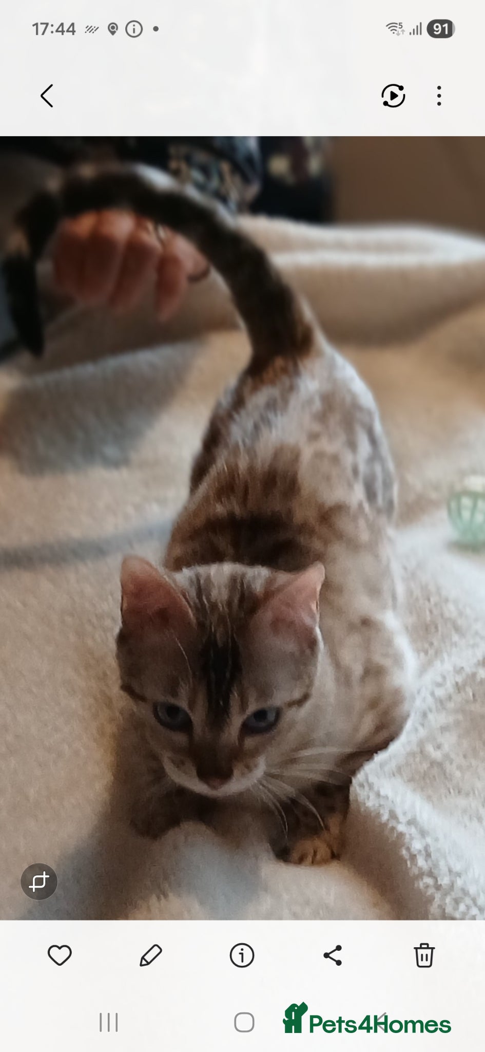 Bengal cats for sale: Bengal Kittens - Advert 1
