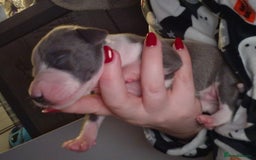 Mixed Breed dogs for sale: Whippet x Italian greyhounds for sale  - Image 14