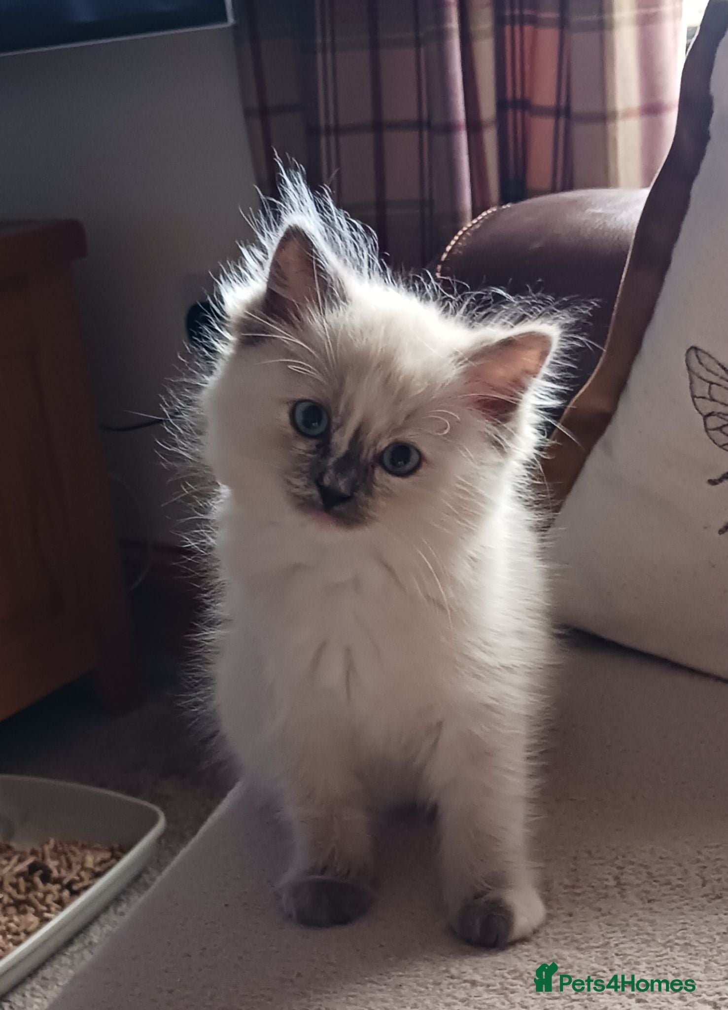 Ragdoll cats Beautiful Ragdol Kittens - Advert 1