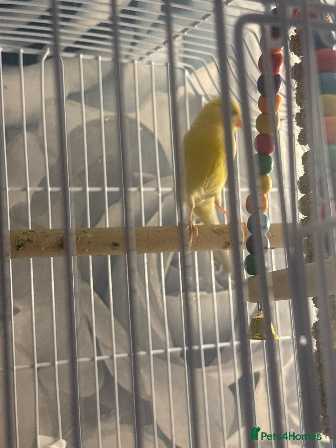 Canaries birds for sale: Female canarie  - Advert 3