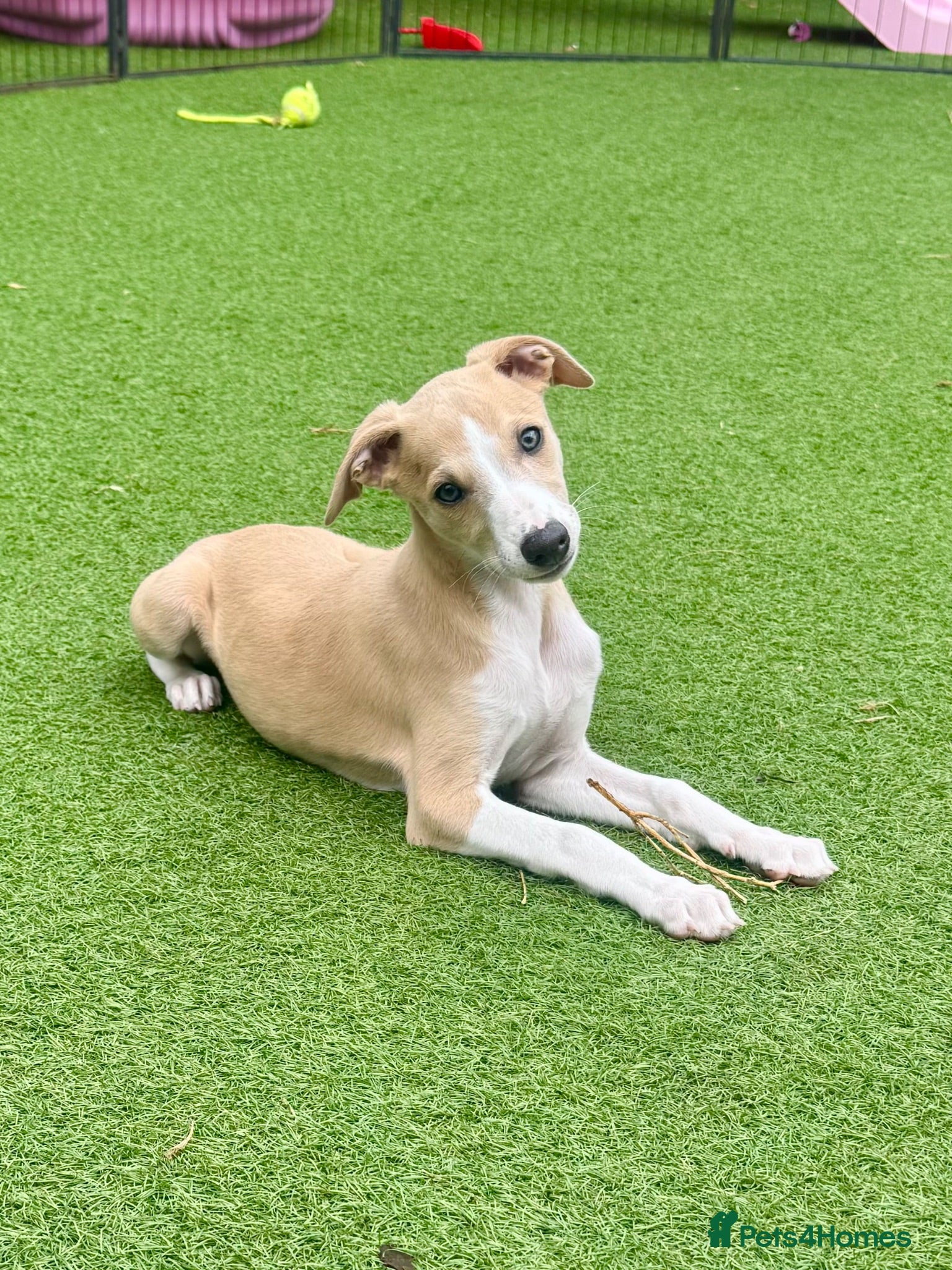 Whippet dogs Beautiful whippet babies READY NOW!🩷💙 - Advert 1