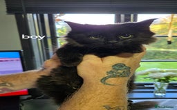 Mixed Breed cats for sale: 3 boys kittens  - Image 1