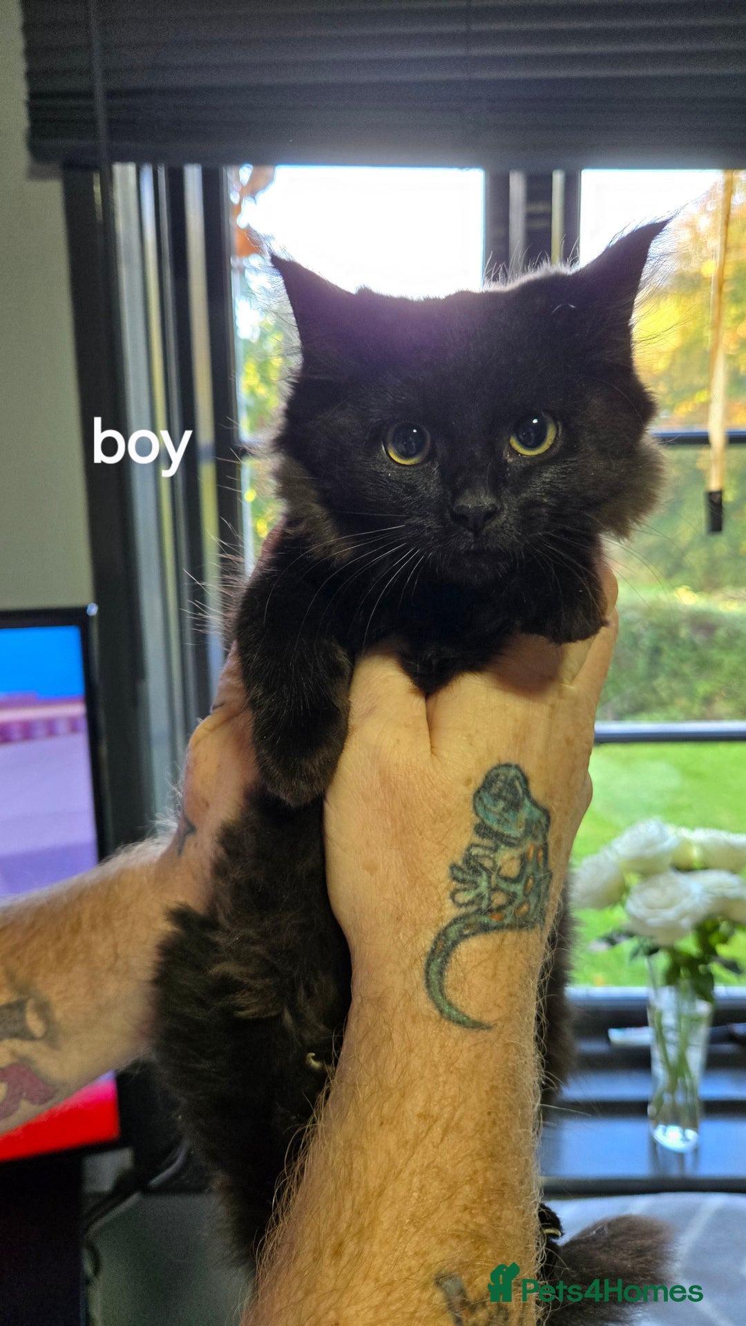 Mixed Breed cats for sale: 3 boys kittens  - Image 1