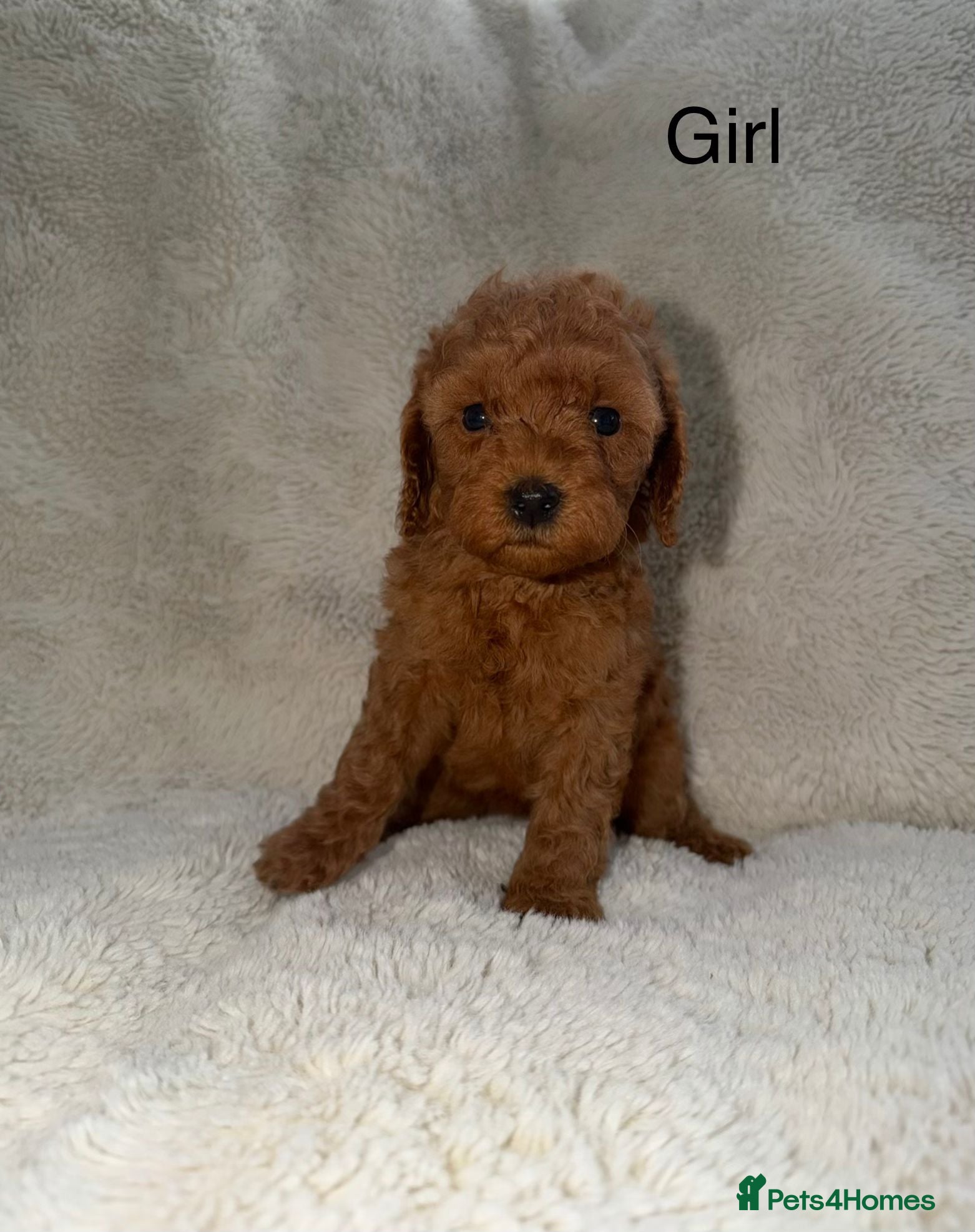 Cavapoo dogs Stunning F1b Cavapoo Puppies,DNA health tested Mum - Advert 18