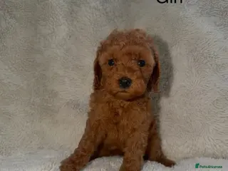 Cavapoo dogs Stunning F1b Cavapoo Puppies,DNA health tested Mum - Advert 18