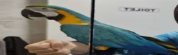 Budgerigars birds for sale: Tame Blue&Gold Macaw For Sale. - Advert 4