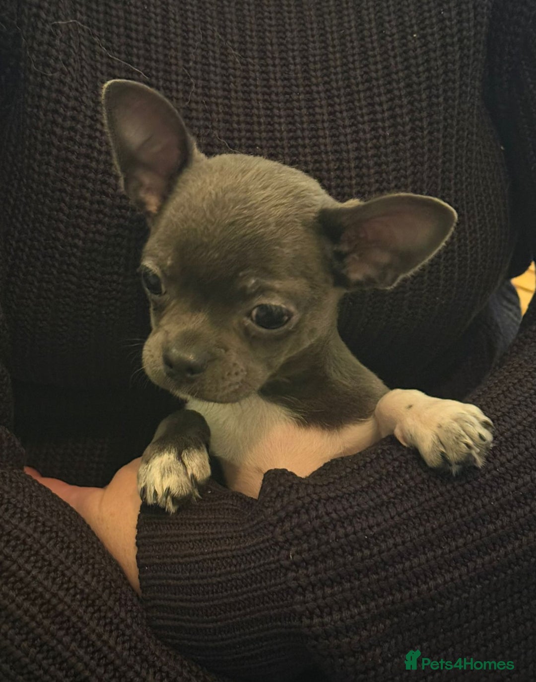 Chihuahua dogs for sale: ❤️KC Blue Chihuahua Puppy Ready Now Vaccinated ❤️ - Advert 7