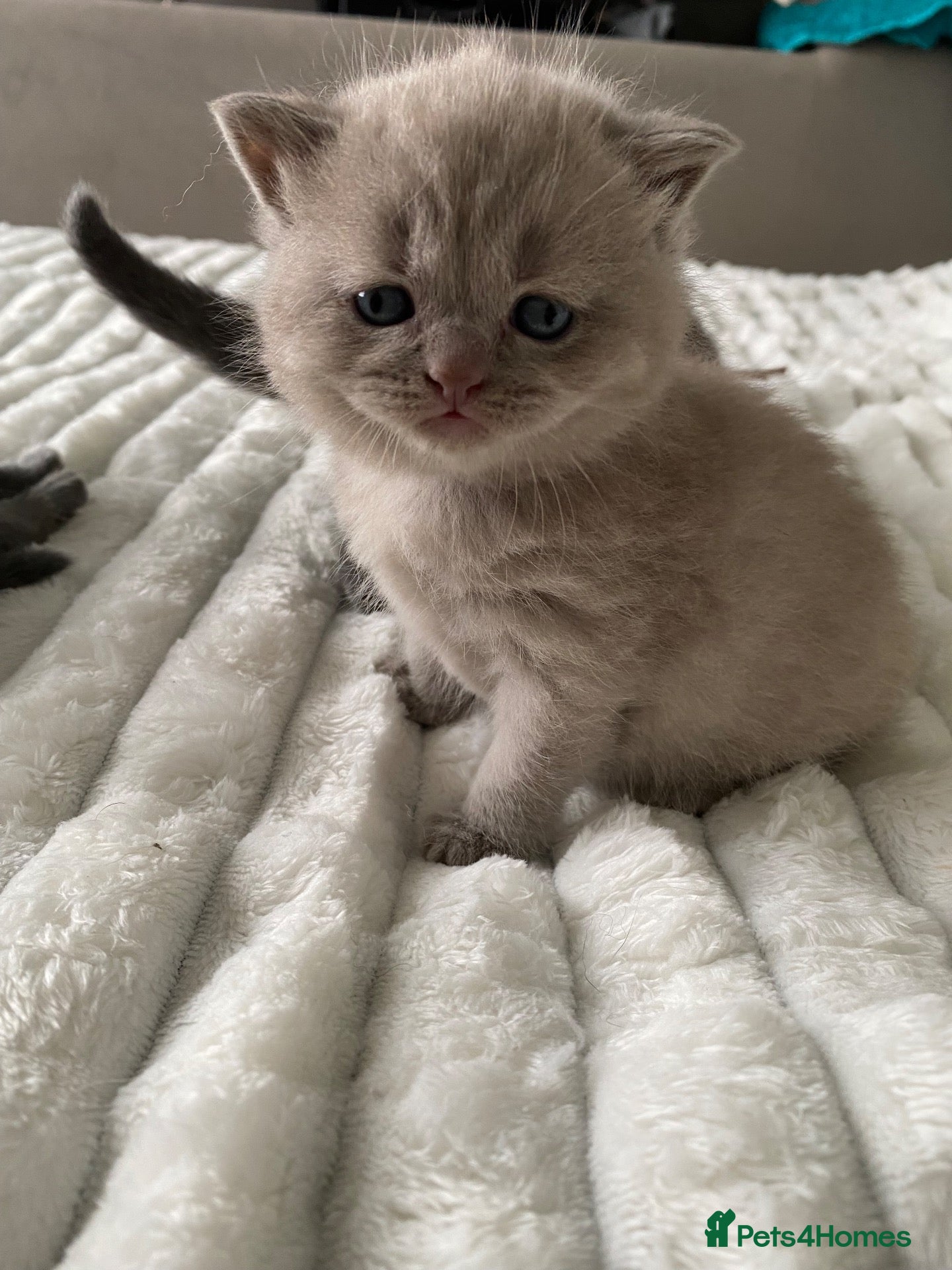 British Shorthair cats GCCF active/pet British Shorthaired kittens - Advert 17