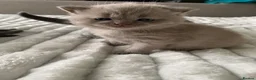 British Shorthair cats for sale: GCCF active/pet British Shorthaired kittens - Advert 4