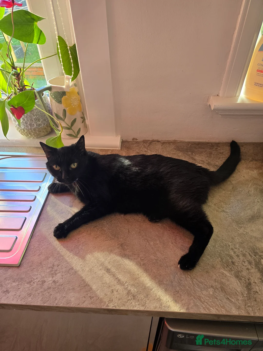 Mixed Breed cats for adoption: An Elegant House Panther - Advert 3