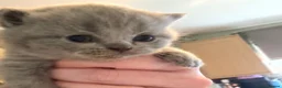 British Shorthair cats for sale: British Shorthair Kittens (1/2 Lilac)  - Advert 11