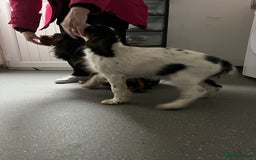 Cavalier King Charles Spaniel dogs for sale: 1 Tri Chocolate Carrier Health Tested Parents - Image 5