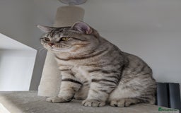 Scottish Fold cats for stud: BSH stud Derby  in Derby - Image 2