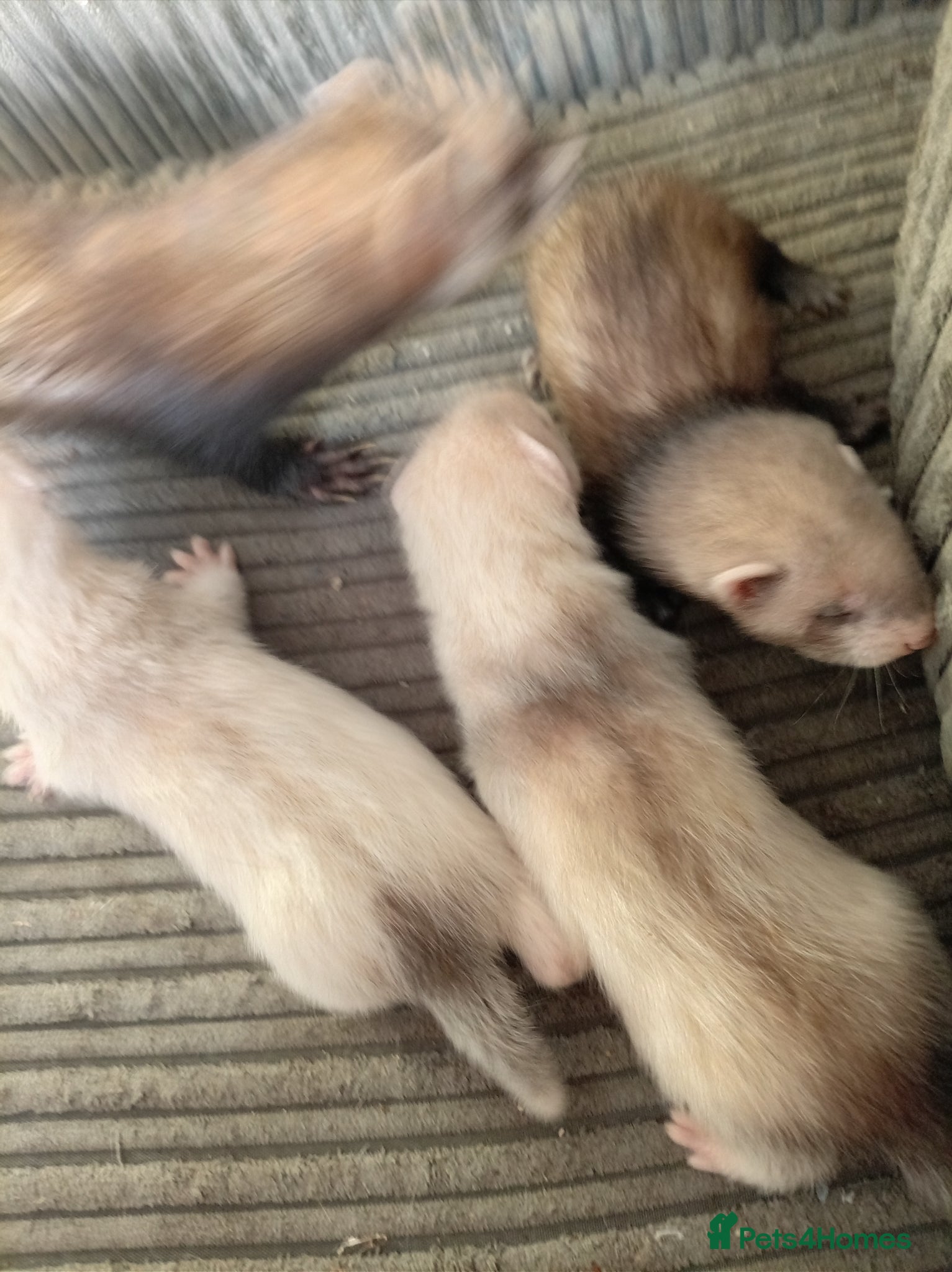 Ferret rodents 2 half micro sandy ferret males for sale  - Advert 12