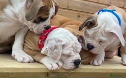 Alapaha Blue Blood Bulldog dogs for sale: Beautiful Alapaha blue bulldogs  - Image 4