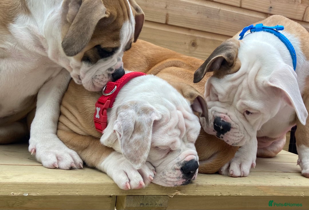 Alapaha Blue Blood Bulldog dogs for sale: Beautiful Alapaha blue bulldogs  - Image 4
