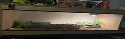 Leopard Gecko reptiles for sale: Leopard gecko and enclosure and spray bottle  - Advert 7