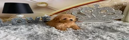 Maltipoo dogs for sale: Maltipoo Boy – Free to a Special Loving Home - Advert 3