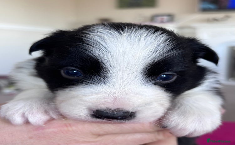 Border Collie dogs - Advert 10