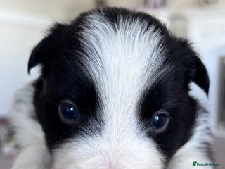 Border Collie dogs - Advert 13