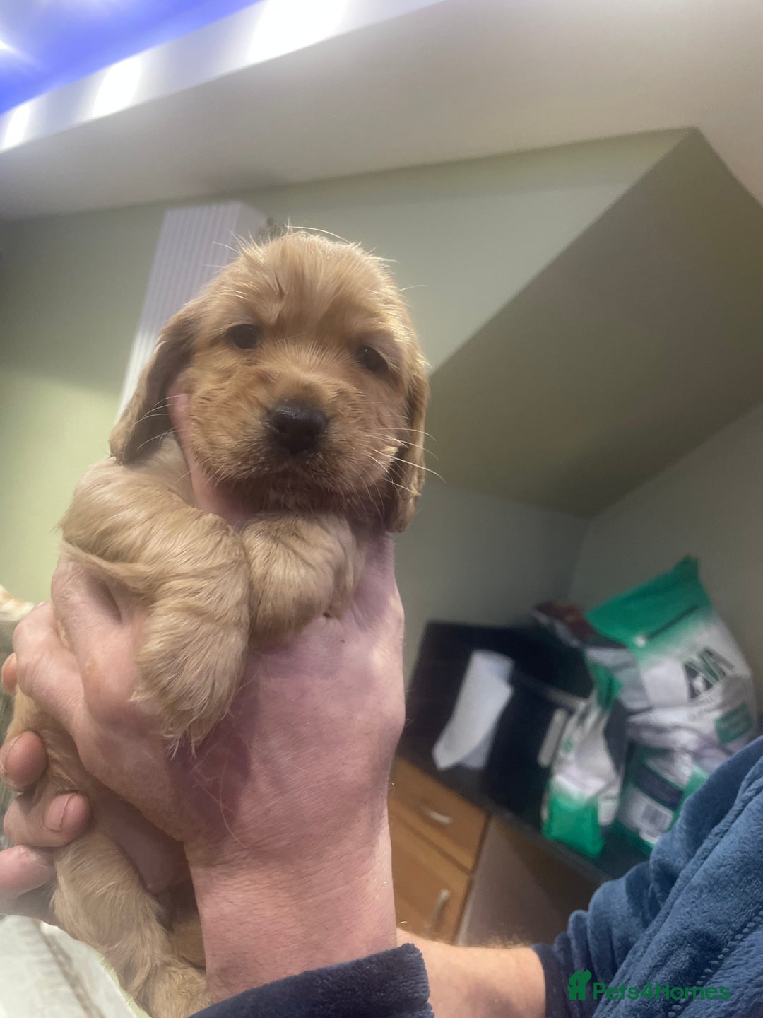 Cocker Spaniel dogs for sale: Worker/show cocker  - Advert 2