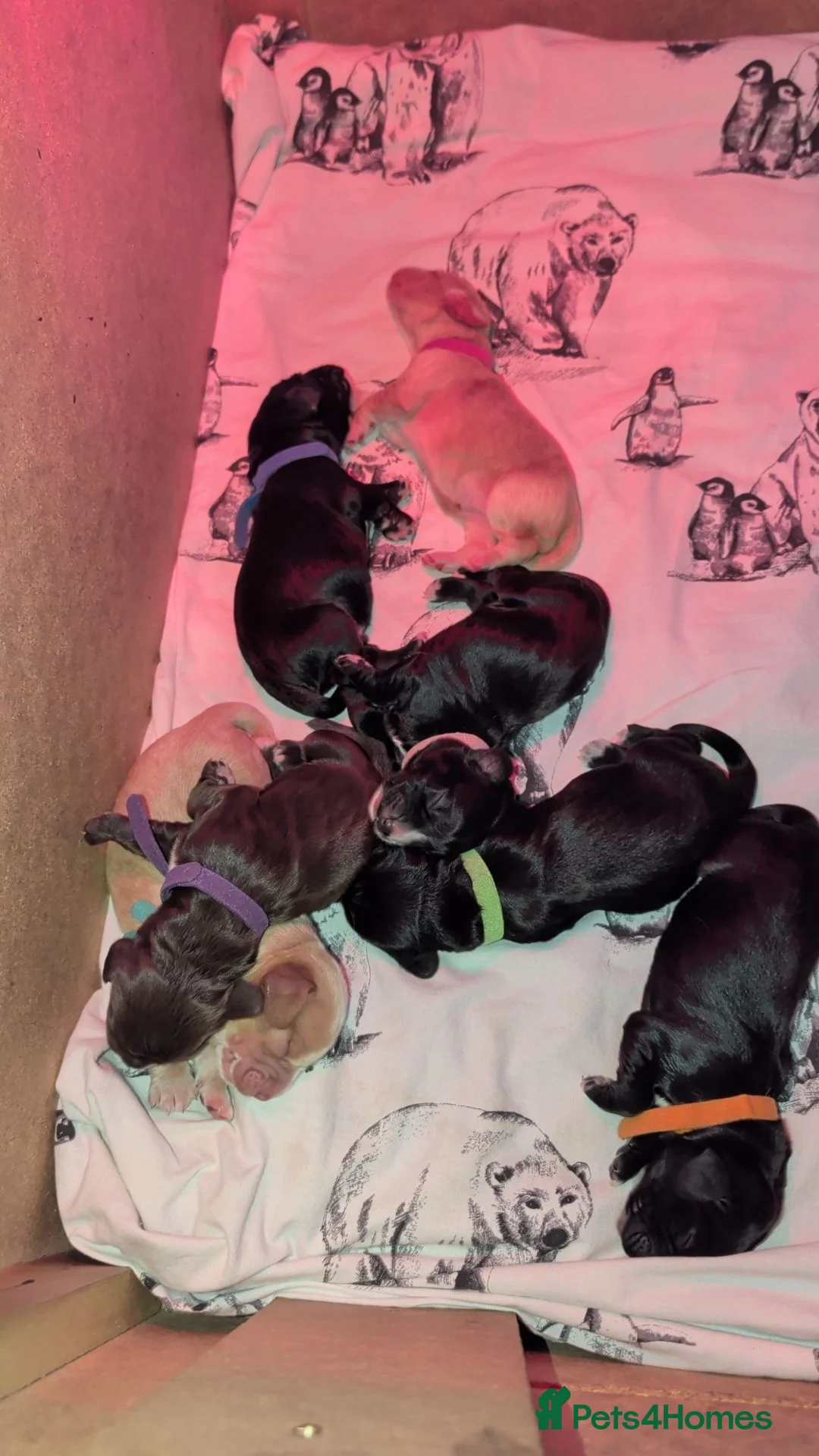 Cocker Spaniel dogs for sale: Beautiful Cocker Spaniel Puppies 💟 - Advert 2