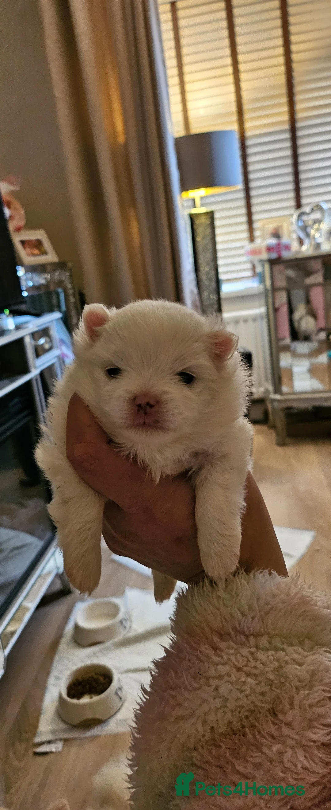 Pomeranian dogs for sale: 2 beautiful pomeranian girls - Advert 7