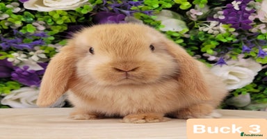 Mini Lop rabbits in Shaftesbury - Advert 6