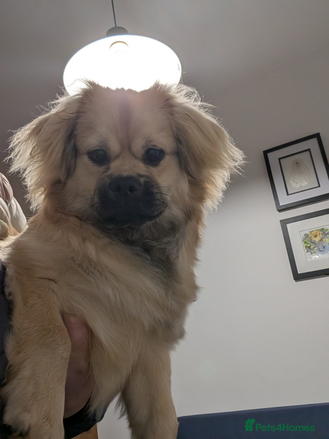 Tibetan Spaniel dogs for sale: Health tested boy - Advert 3