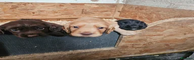 Cocker Spaniel 2