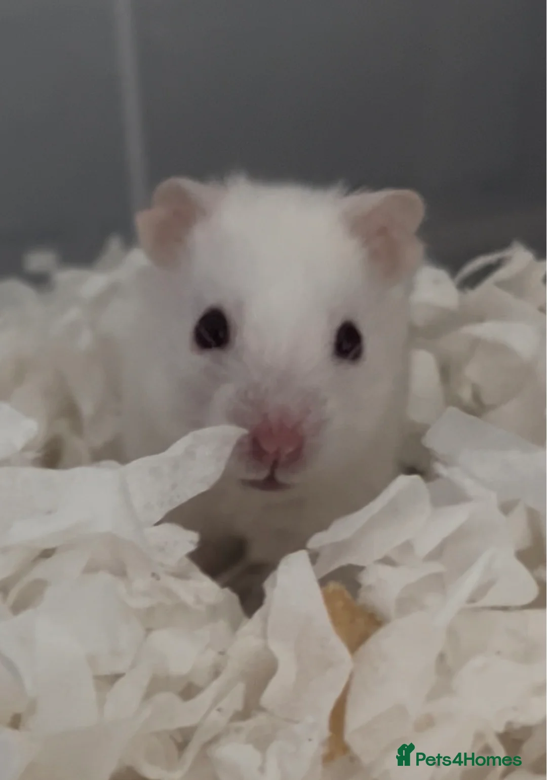 Hamster rodents for sale: Syrian baby hamsters, still looking for a home - Advert 2