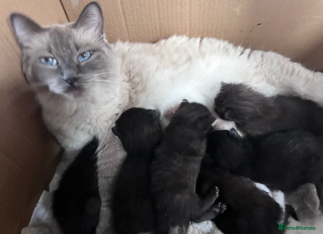 Ragdoll cats for sale: 6 Beautiful brown/black Ragdoll kittens X - Advert 1