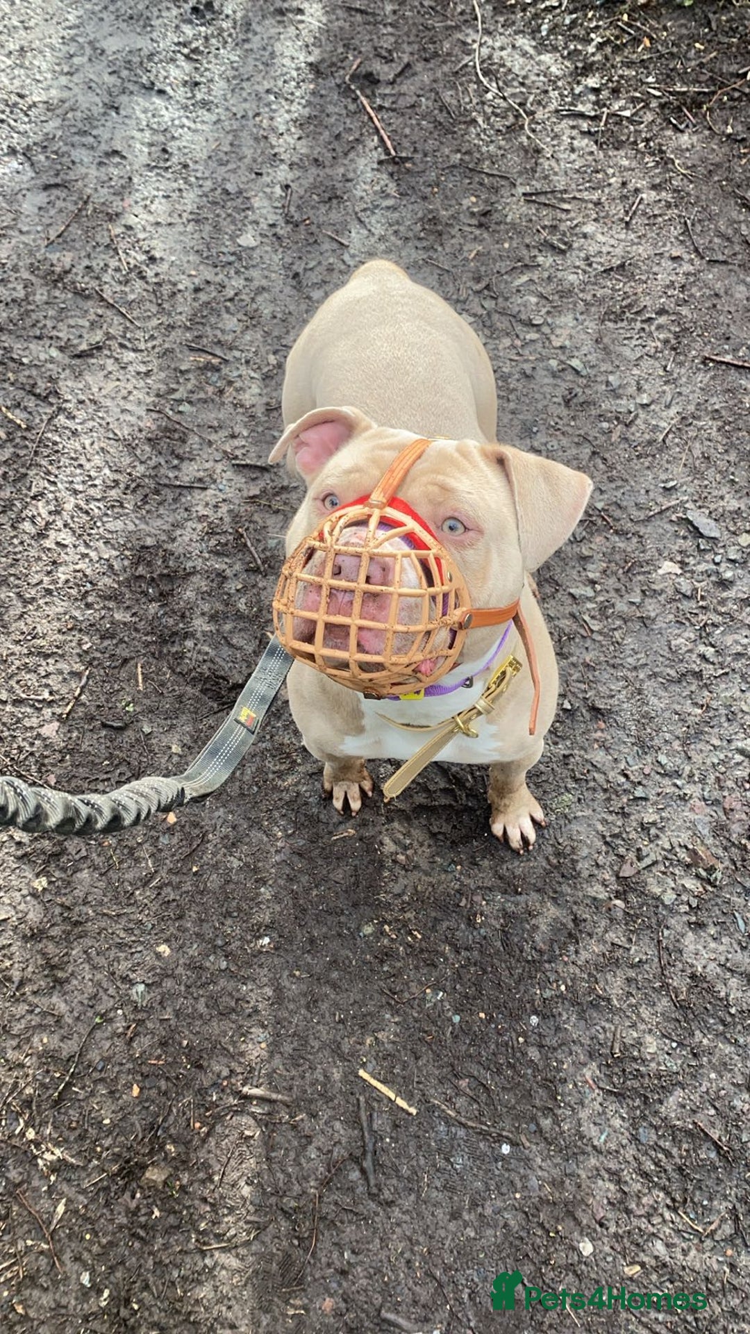 Mixed Breed dogs for sale: Tianna - Advert 3