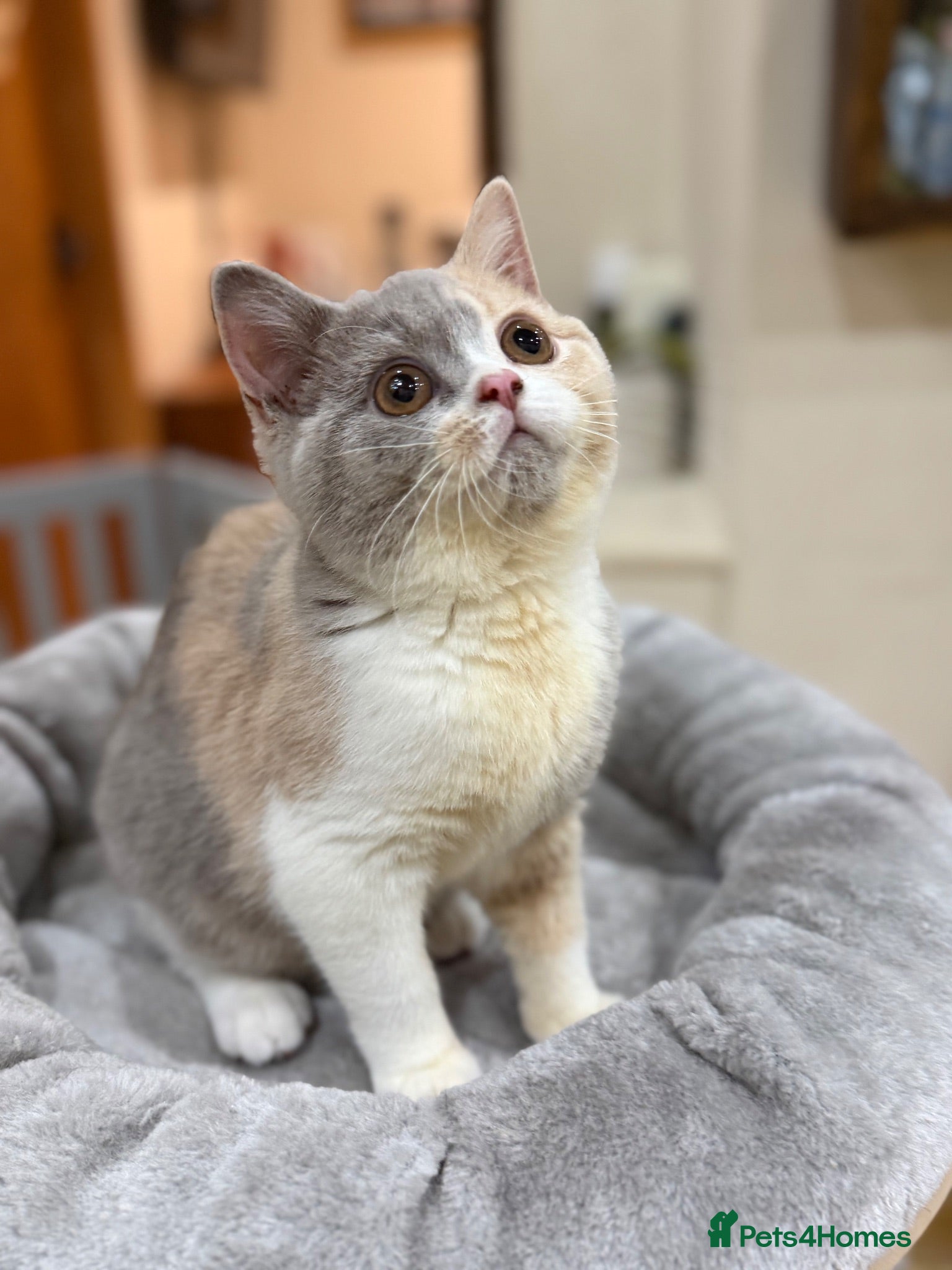 British Shorthair cats FULL PEDIGREE REGISTERED BSH - Advert 1
