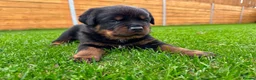 Rottweiler dogs for sale: KC Registered German Line Rottweiler Puppies 🐾🐾 - Advert 18