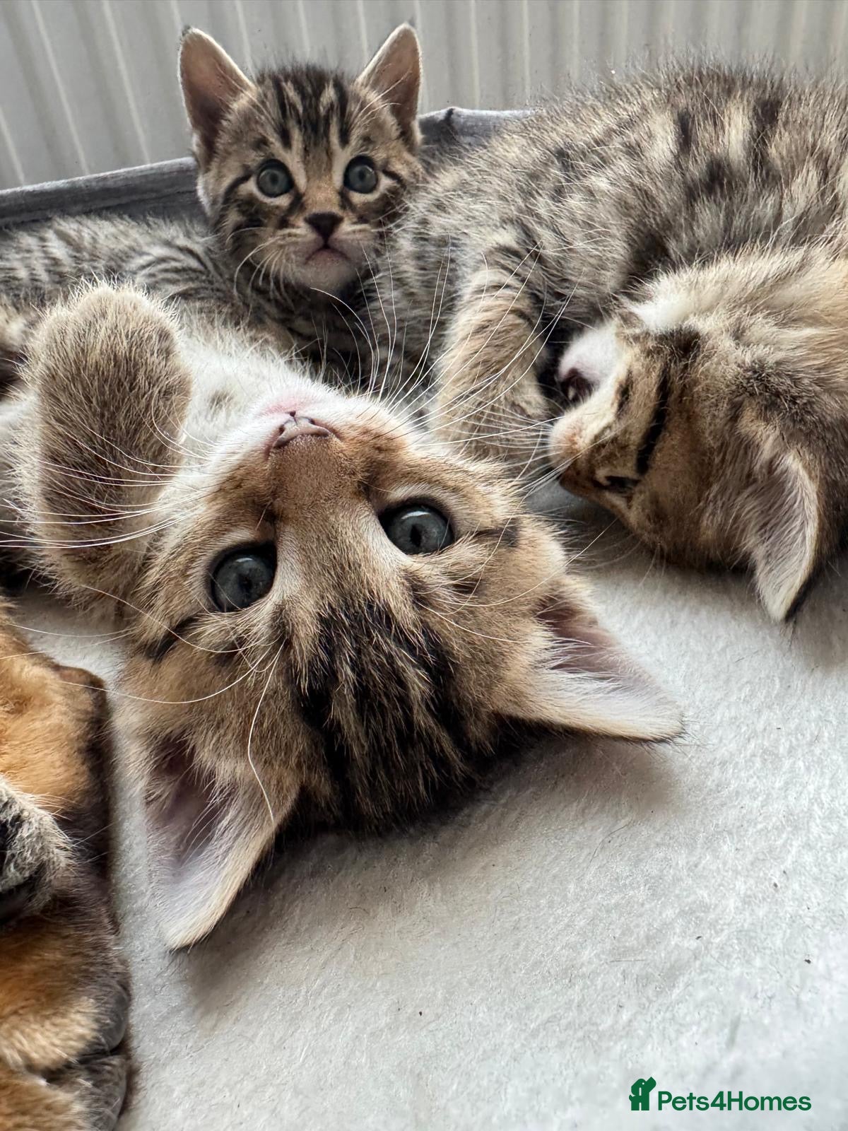 Bengal cats for sale: Adorable little creatures, bengals - Advert 21