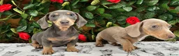 Miniature Dachshund dogs for sale: READY NOW VERY PETIT MINIDAXIS KC REG PRA CLR - Advert 1